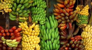 BananenArten_Magazin_Freshbox