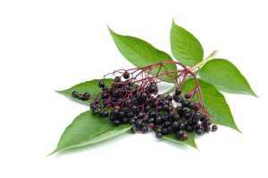 Holunderbeeren_Magazin_Freshbox